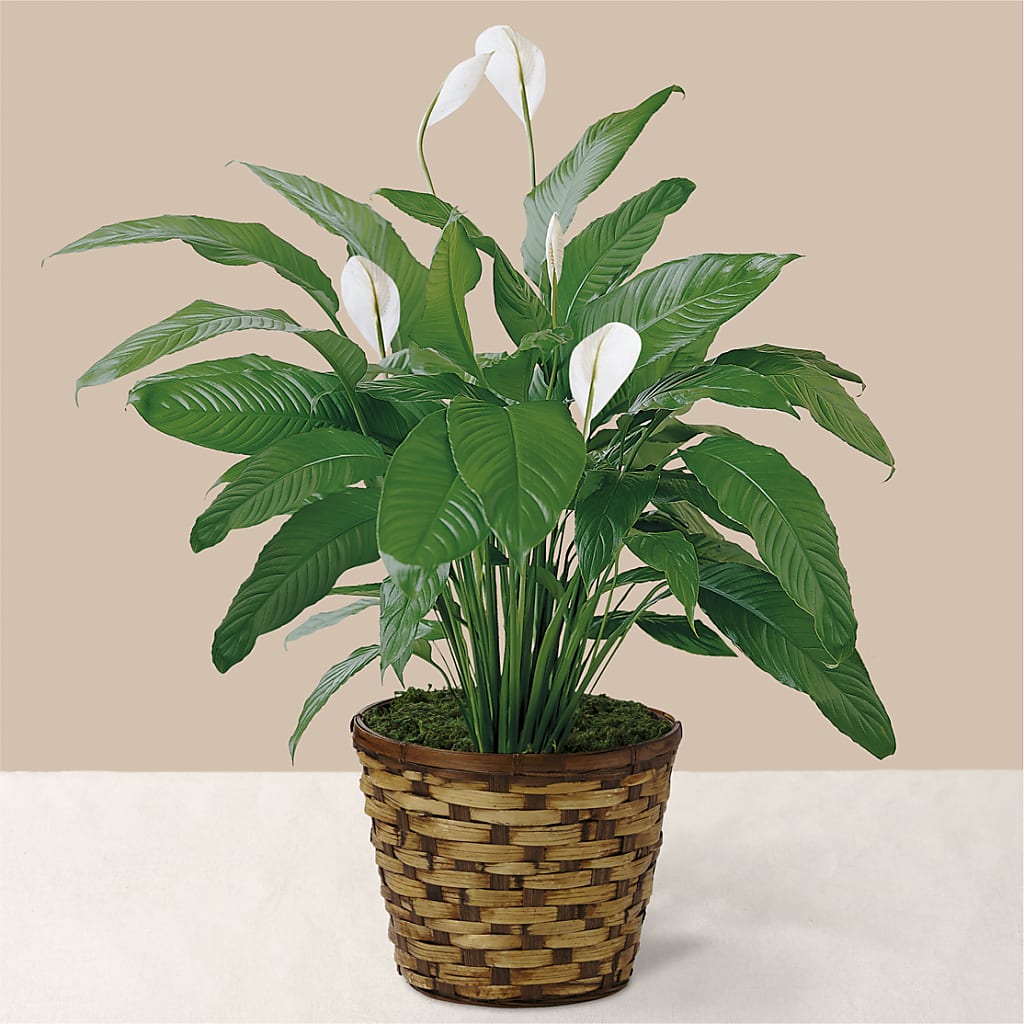 Tranquil Moments Peace Lily Plant – FLEURISTE JARDIN D'ANJOU, Anjou PQ