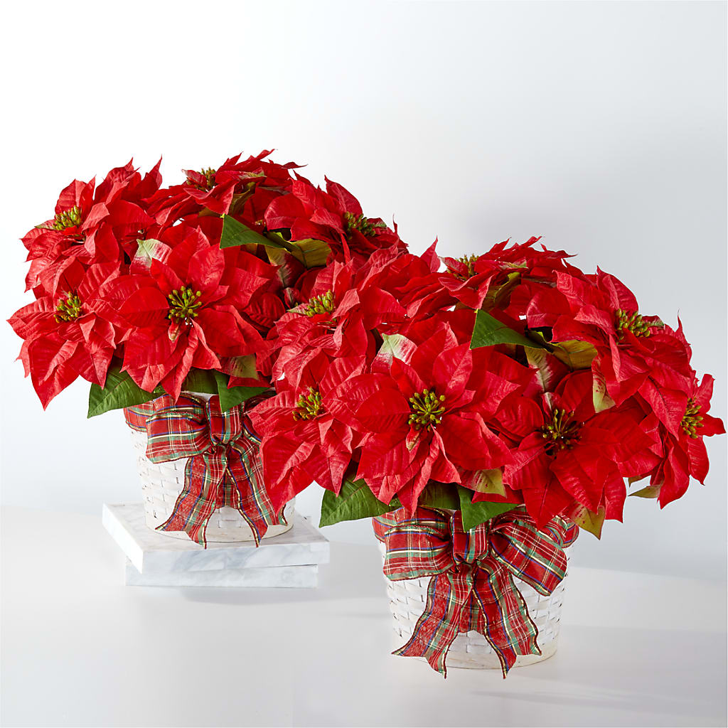 Lot de poinsettias pour les fêtes les plus joyeuses